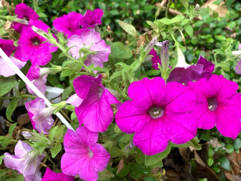 beautiful flowers bringing joy to my life. It's the simple things.