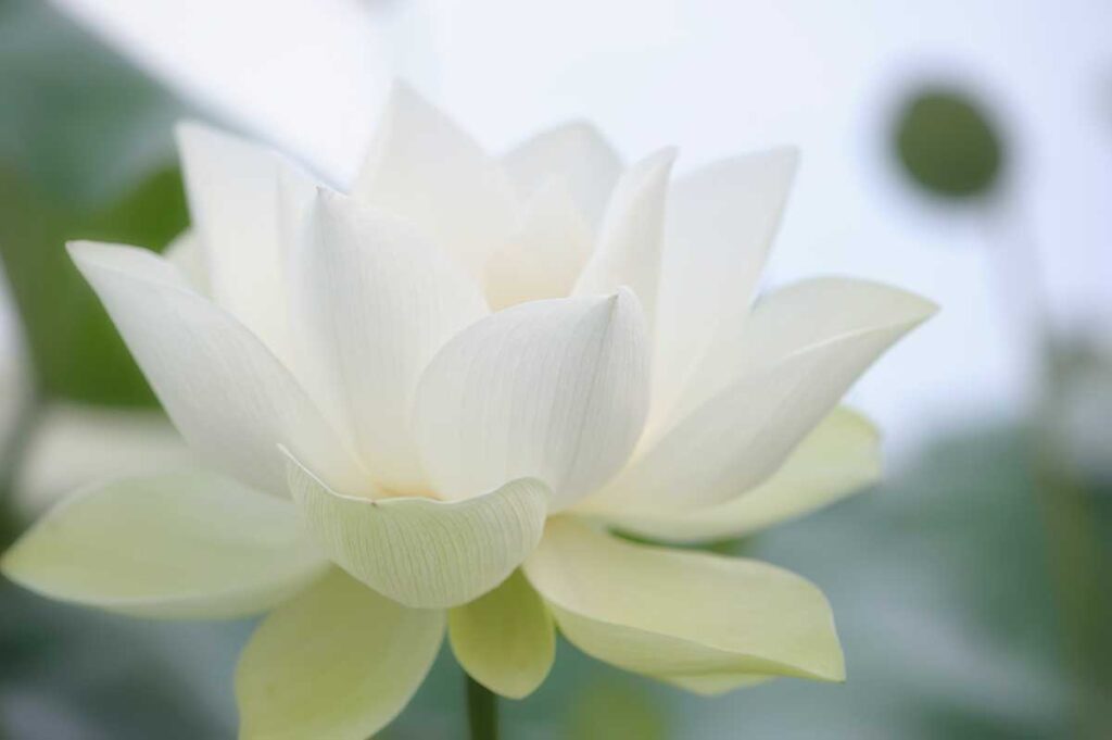 Do you have unrealistic expectations for your meditation practice?